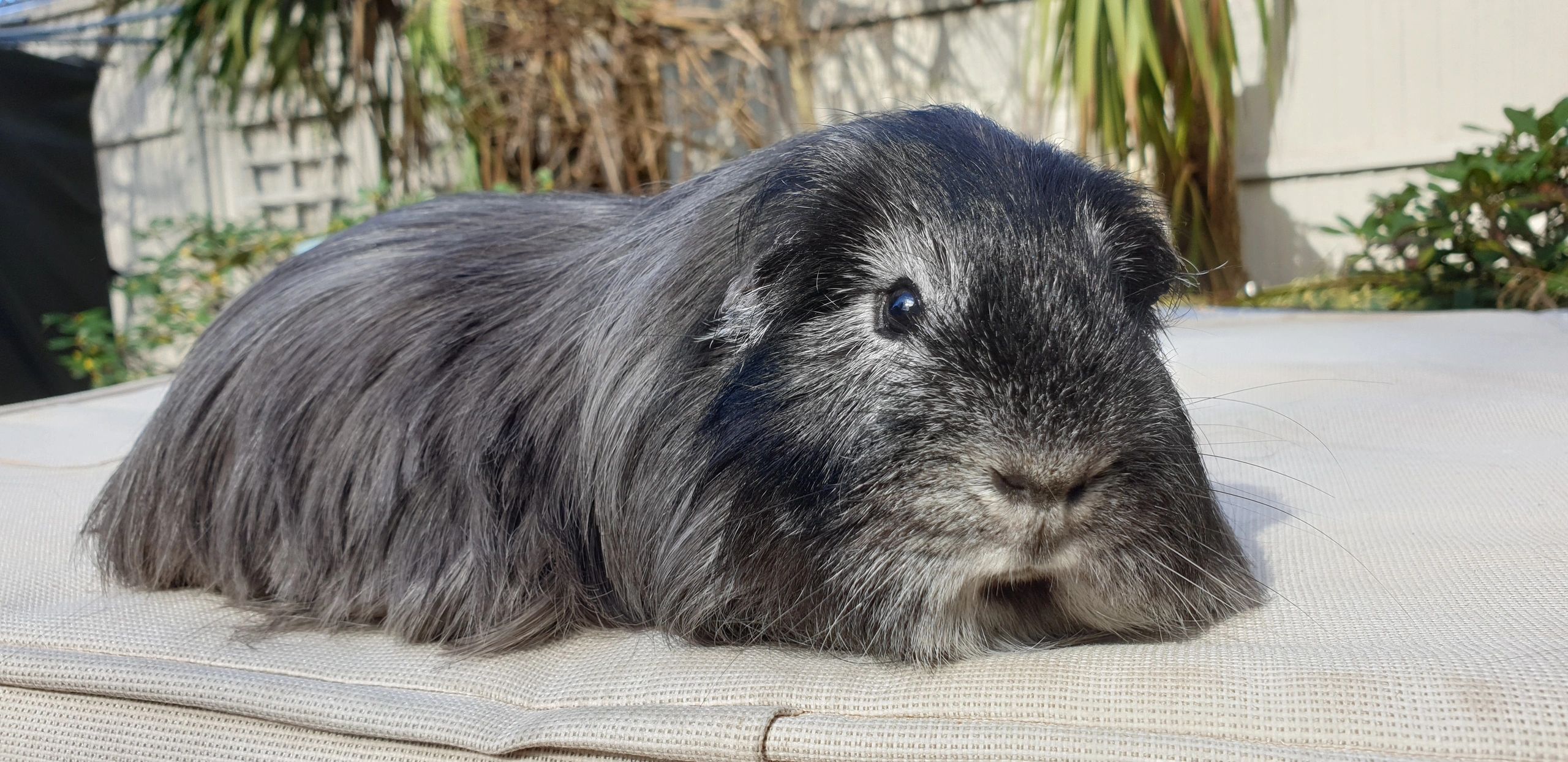 Fashion black texel guinea pig